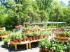 Monmouth County Nursery, monmouth county Garden Center, Colonial Nursery