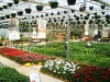Monmouth County Nursery, monmouth county Garden Center, Colonial Nursery