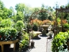 Monmouth County Nursery and Garden Center, Colonial Nursery