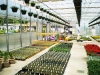 Monmouth County Nursery and Garden Center, Colonial Nursery