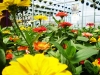 Monmouth County Nursery and Garden Center, Colonial Nursery