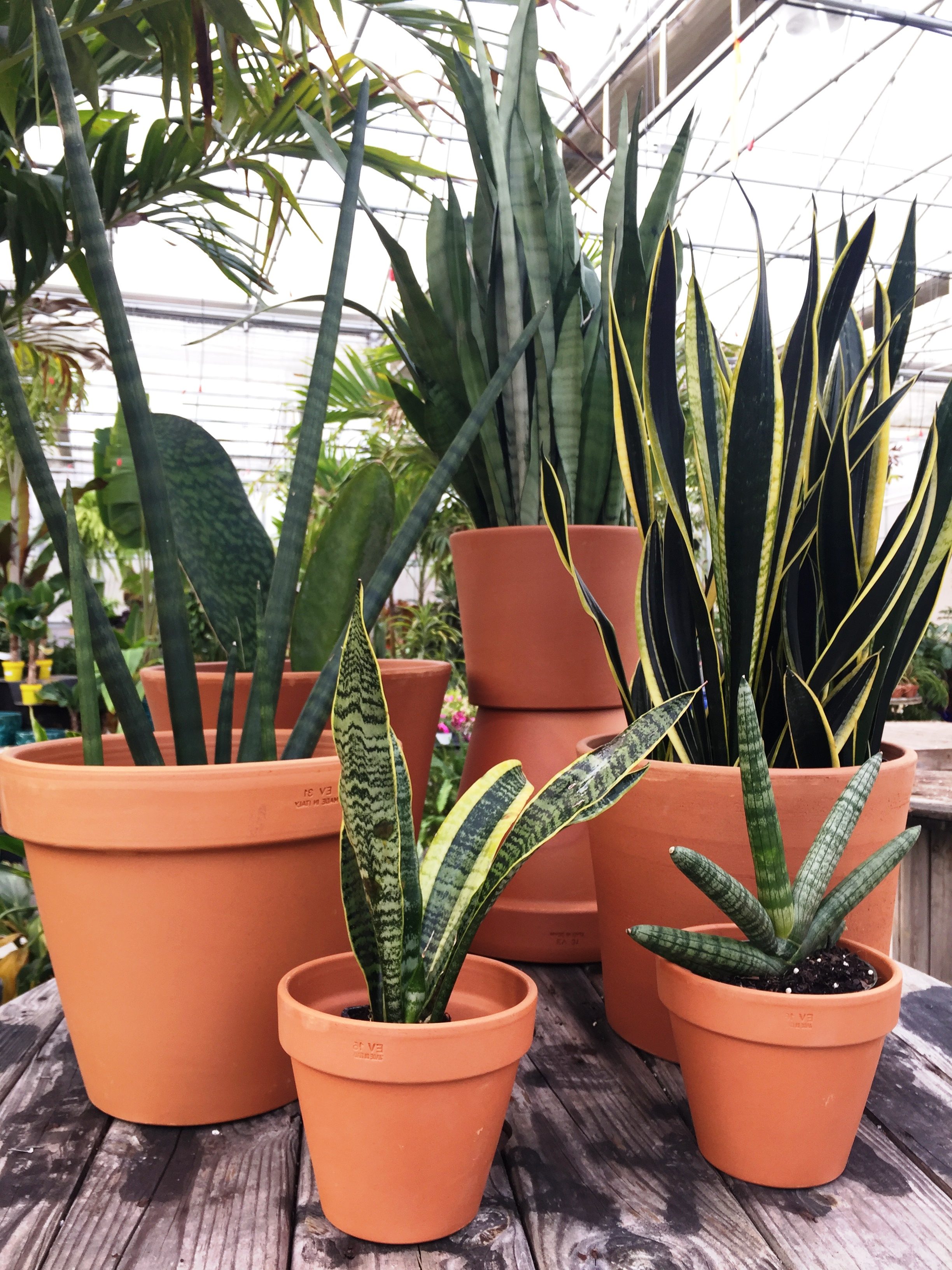 Plant of the Week – Sansevierias | Colonial Nursery